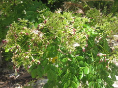 Albizia retusa