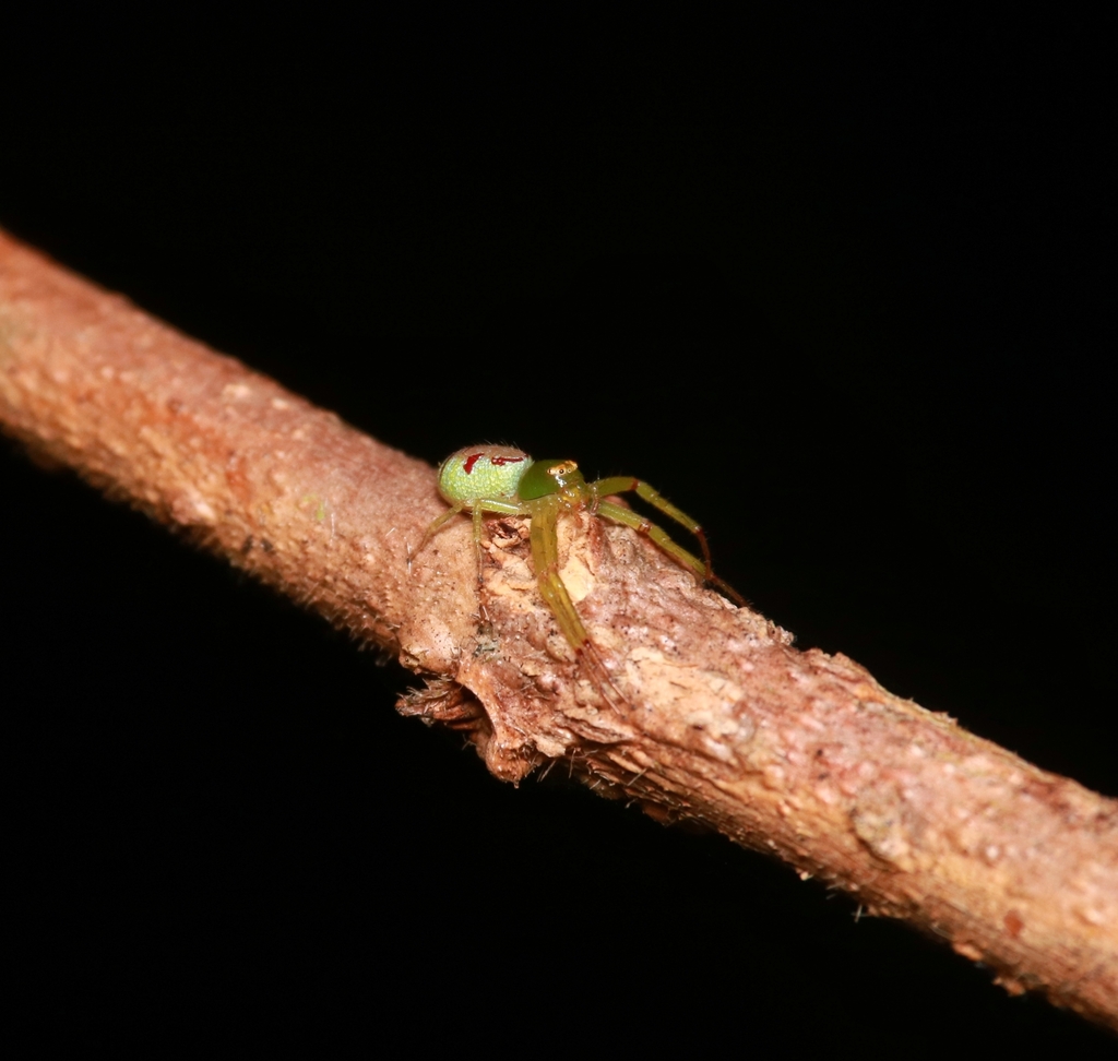 Diaea placata