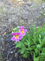 Erythranthe erubescens