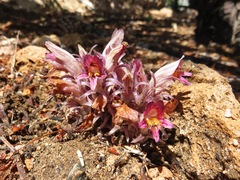 Aphyllon corymbosum