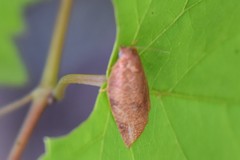 Choristoneura obsoletana