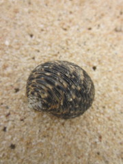Nerita undata