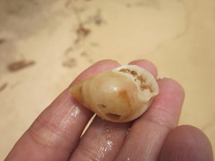 Pythia