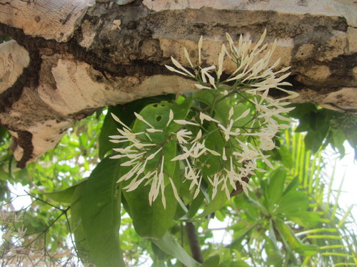 Ixora cumingiana observed 2019-03-15