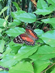 Anartia amathea