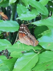 Anartia amathea