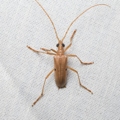 Centrodera