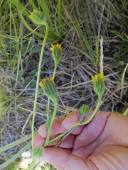 Kyhosia bolanderi