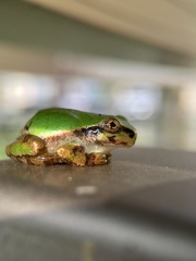 Hyla japonica