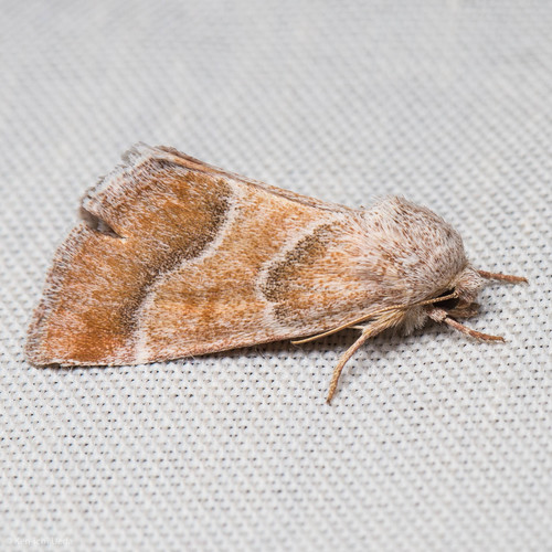 Schinia buta photo 2