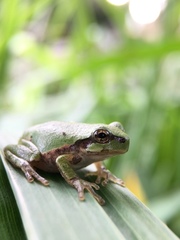Hyla japonica
