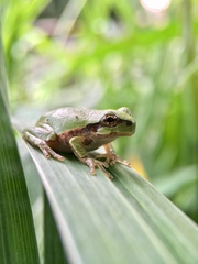 Hyla japonica