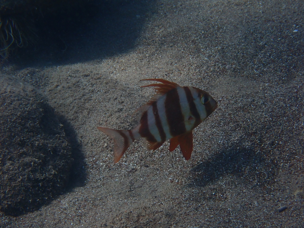 Redbanded seabream (Pagrus auriga) — Sparidae