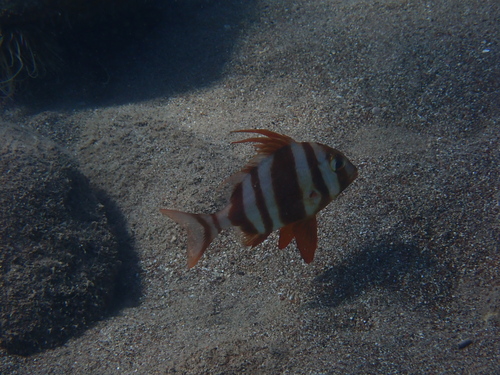 Redbanded seabream (Pagrus auriga) — Sparidae
