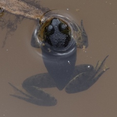 Lithobates catesbeianus