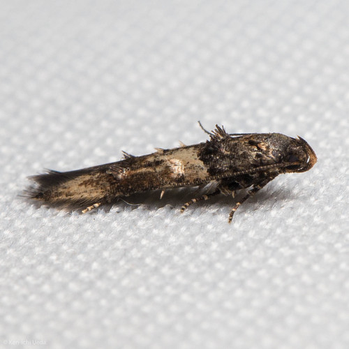 Sweet Clover Root Borer Moth photo 3