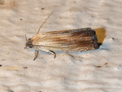 Eucosma umbrastriana