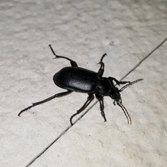 Calosoma maderae