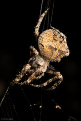 Araneus andrewsi