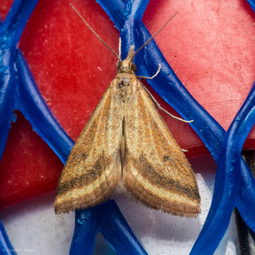 Yellow-veined Moth photo 5