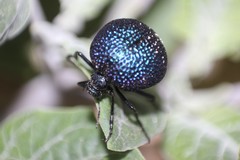 Cysteodemus wislizeni