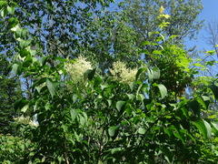 Syringa reticulata