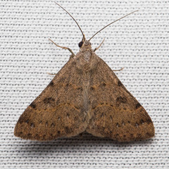 Hemeroplanis historialis