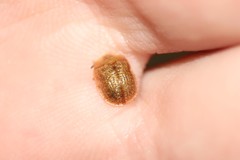 Parorectis sublaevis