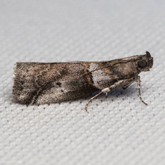 Acrobasis comptella