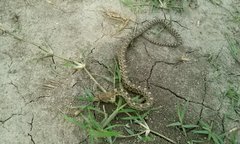 Pituophis deppei deppei