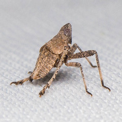 Orgerius