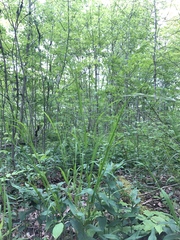 Melica smithii