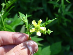 Geum × catlingii