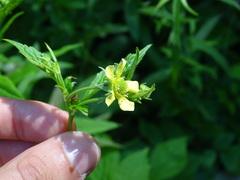 Geum × catlingii