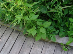 Geum × catlingii