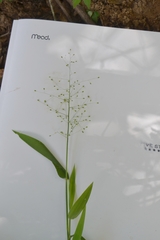 Dichanthelium sphaerocarpon