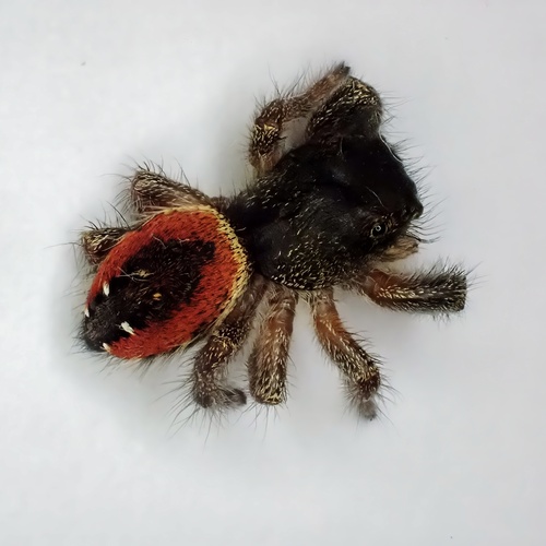 Johnson's Jumping Spider, Massachusetts, US, photo 10 of 10
