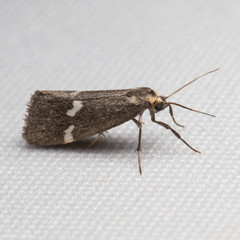 Cisthene liberomacula