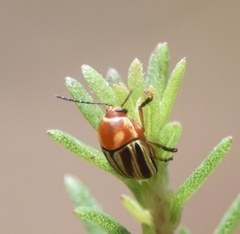 Cryptocephalus obsoletus