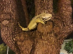 Iguana iguana