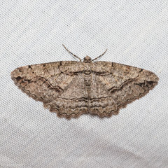 Neoalcis californiaria