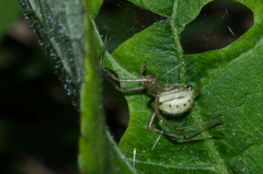 Enoplognatha ovata