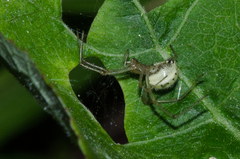 Enoplognatha ovata