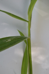 Dichanthelium sphaerocarpon