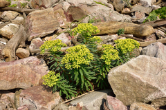 Euphorbia jolkinii