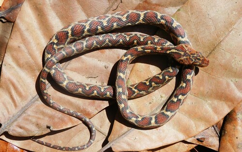Photo of a Yellow-red Rat Snake (Pseudelaphe flavirufa)