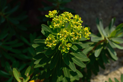 Euphorbia jolkinii
