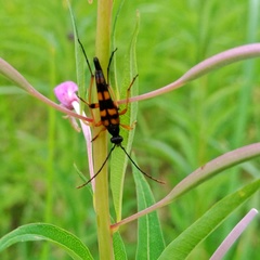 Strangalia attenuata