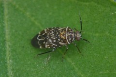 Monalocorisca