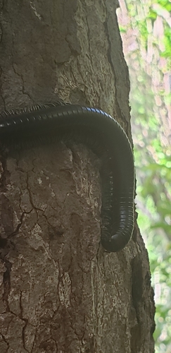 Anadenobolus arboreus